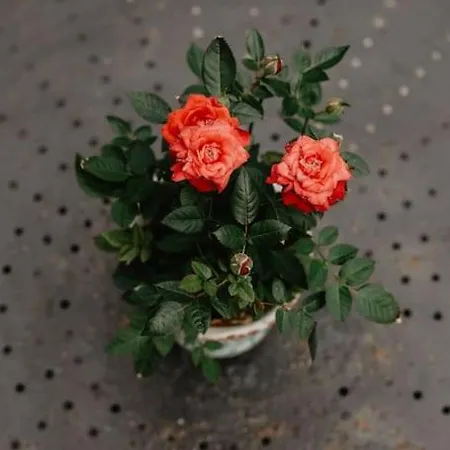 Maison De Charme 3 Remparts De * Guérande