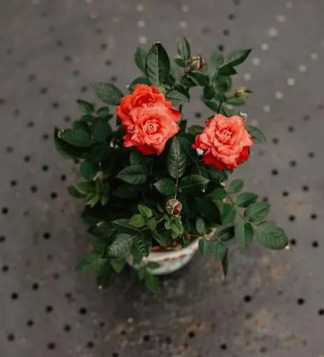 Maison De Charme 3 Remparts De * 盖朗德